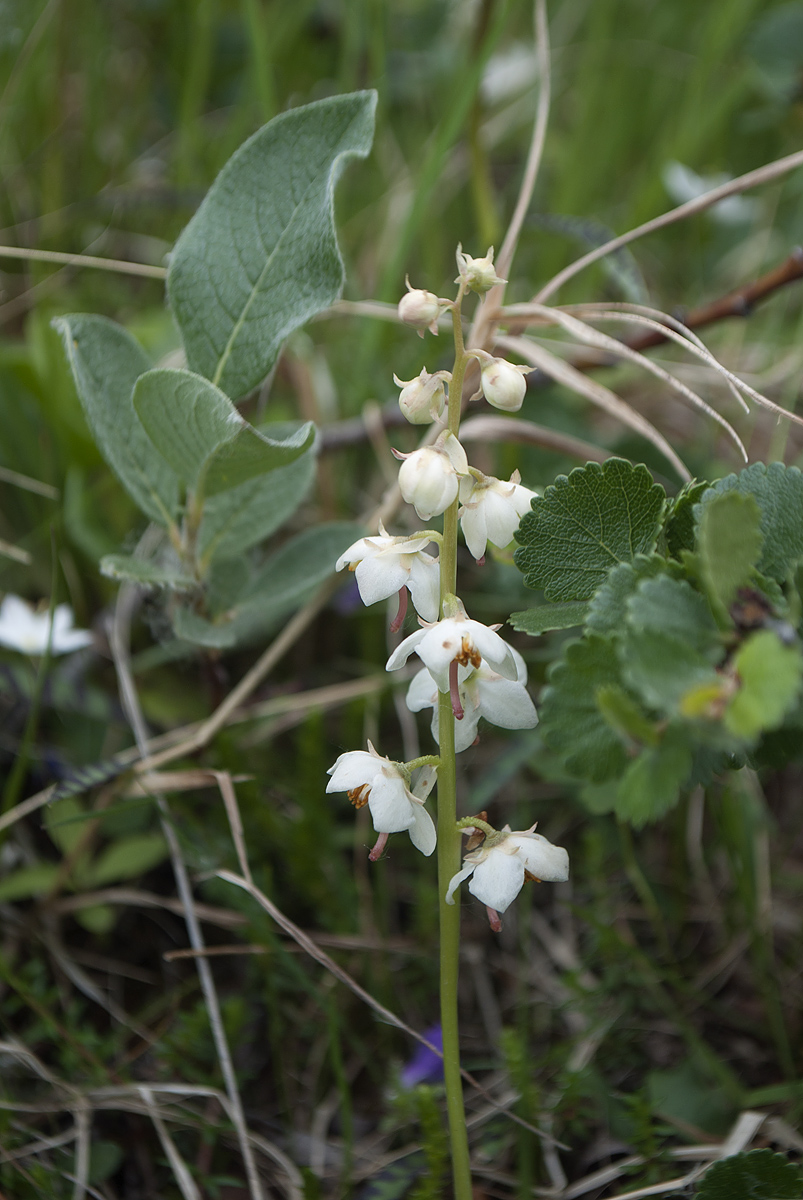 Изображение особи Pyrola norvegica.