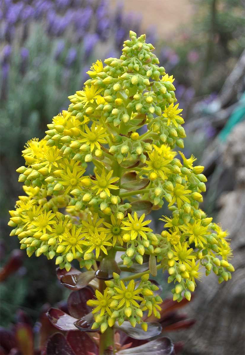 Изображение особи Aeonium arboreum.