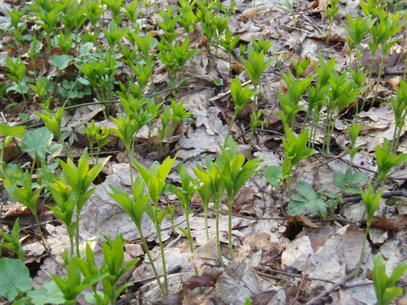 Изображение особи Mercurialis perennis.