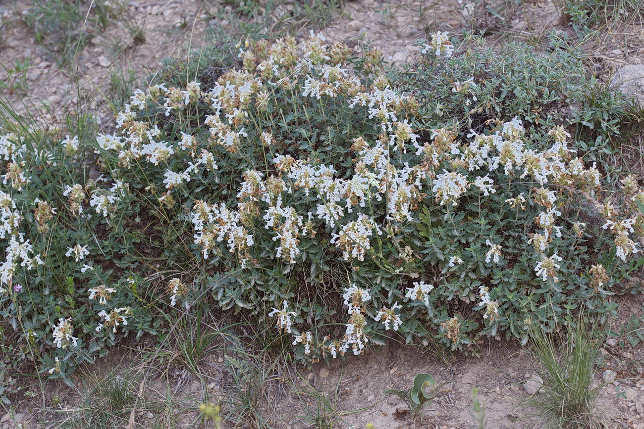 Image of Dracocephalum nodulosum specimen.