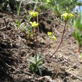 Draba melanopus. Цветущее растение. Южный Казахстан, Таласский Алатау, запов. Аксу-Джабаглы, пер. Улькен-Каинды, 2800 м н.у.м., пригребневая часть глинисто-мелкозёмного склона сев. экспозиции. 11 июня 2017 г.