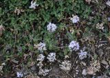 genus Ziziphora. Верхушки побегов с соцветиями. Таджикистан, Фанские горы, ущелье Куликалон, ≈ 2700 м н.у.м., сухой склон. 04.08.2017.