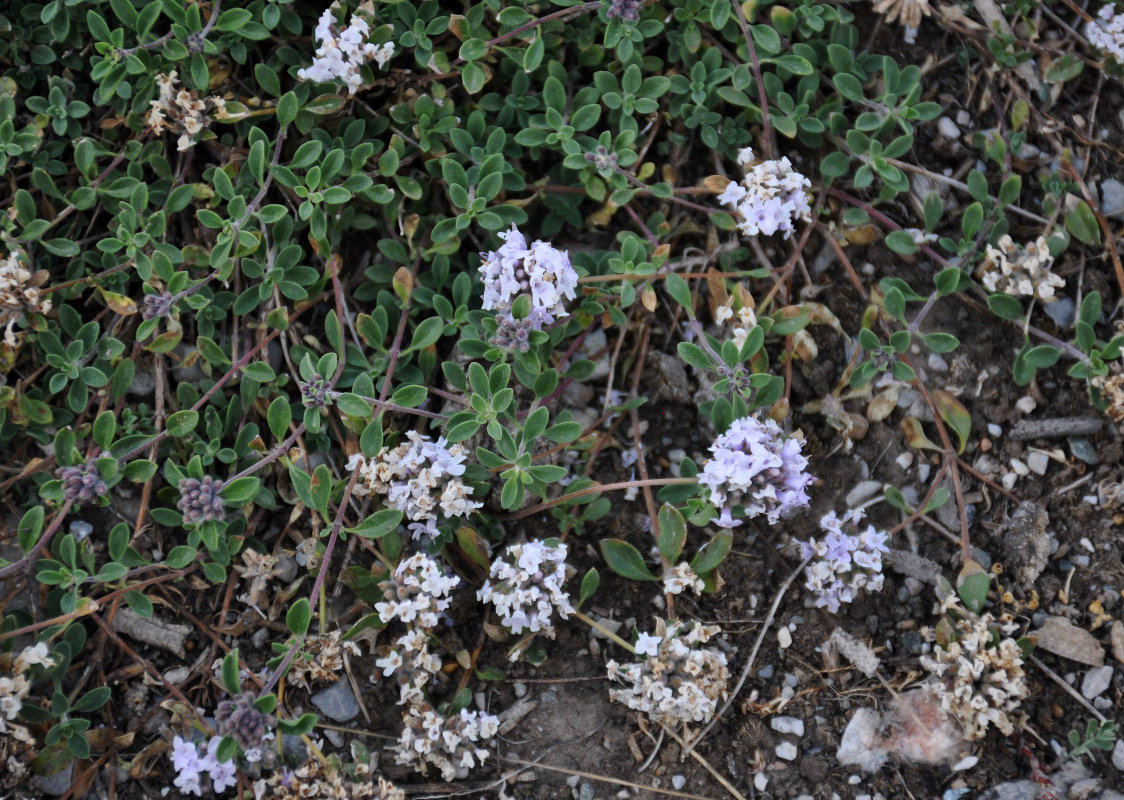 Image of genus Ziziphora specimen.