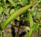 Persicaria hydropiper