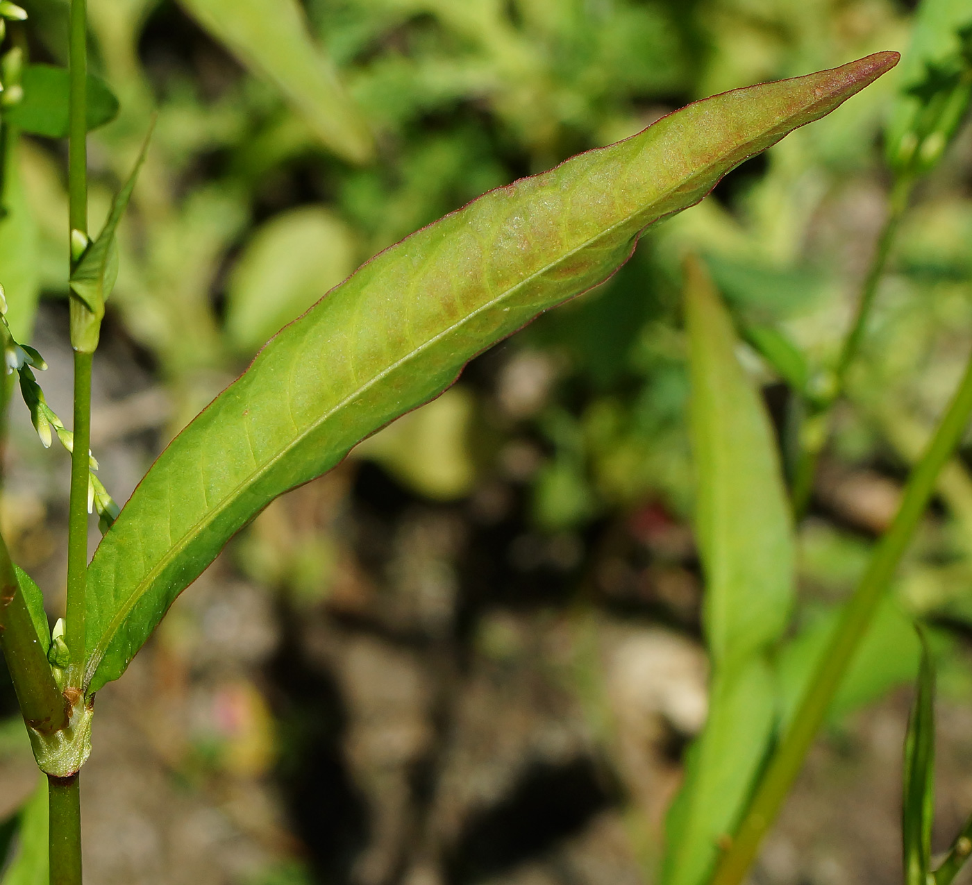 Изображение особи Persicaria hydropiper.