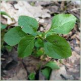 Orthilia secunda. Верхушка побега. Чувашия, окр. г. Шумерля, Подвенец, Чёрный лес. 17 апреля 2008 г.