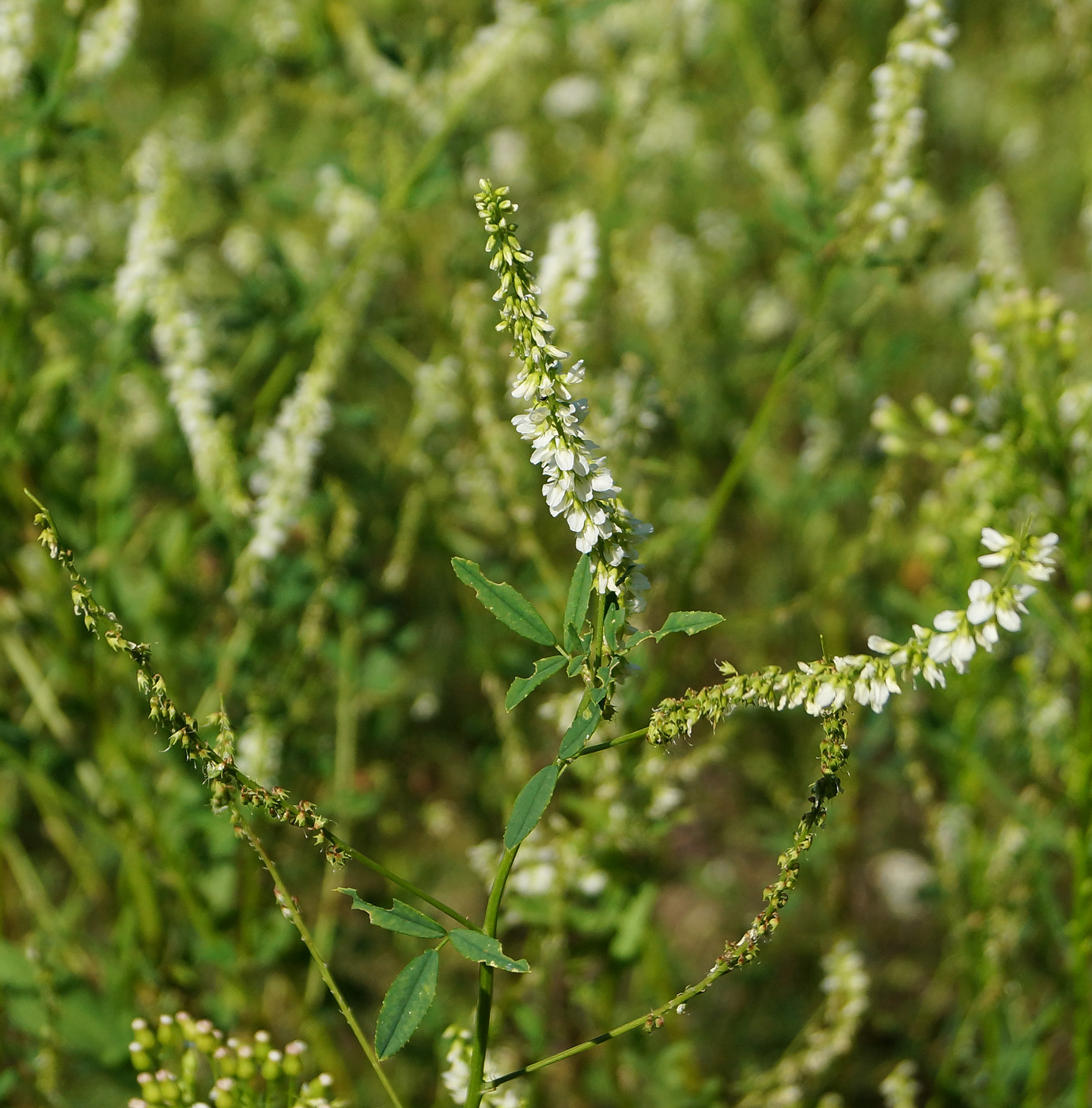 Image of Melilotus albus specimen.
