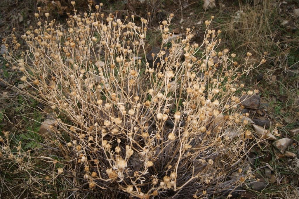 Image of Peganum harmala specimen.