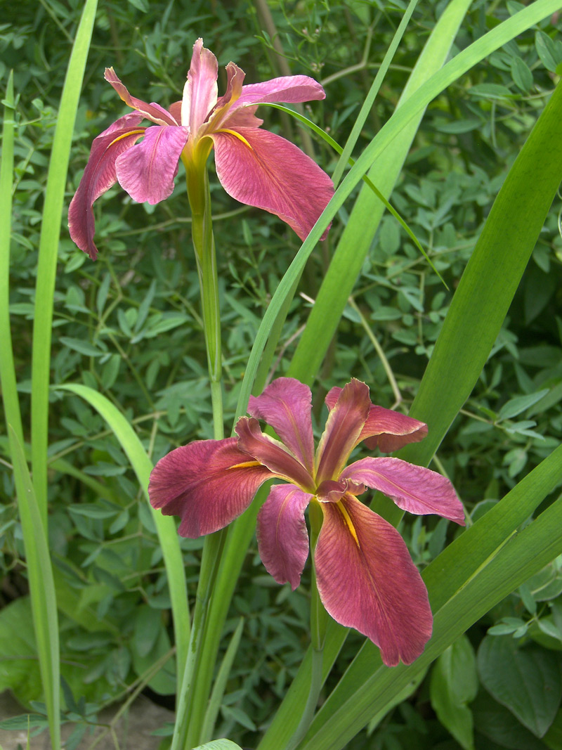 Image of Iris &times; violipurpurea specimen.