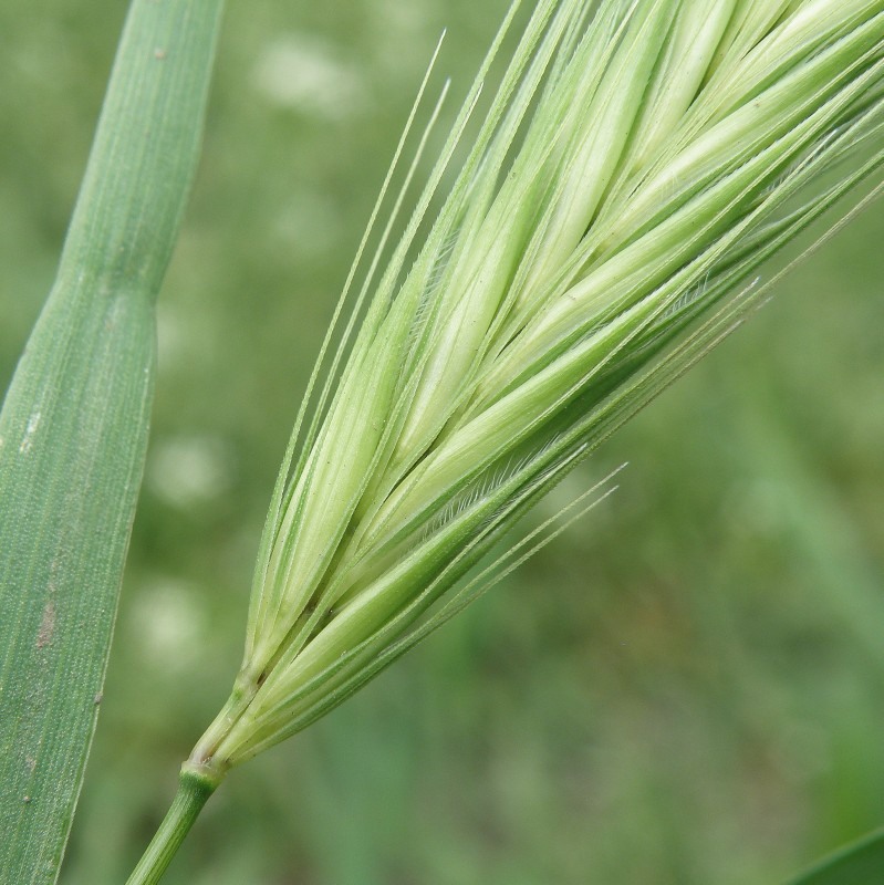 Изображение особи Hordeum leporinum.