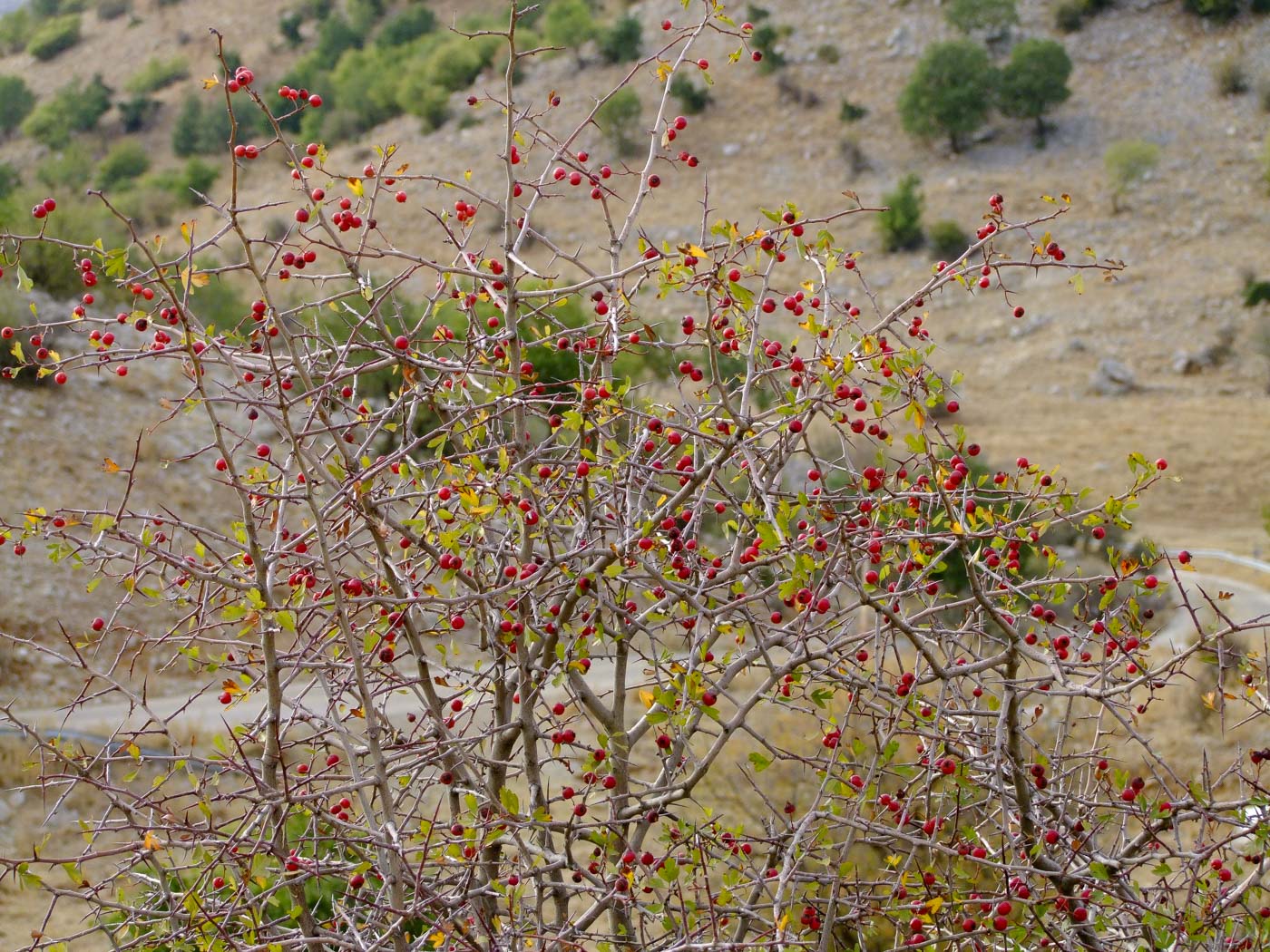 Image of Crataegus × sinaica specimen.