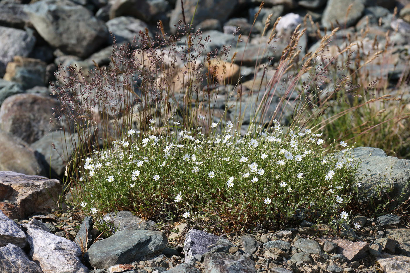 Изображение особи Cerastium alpinum.