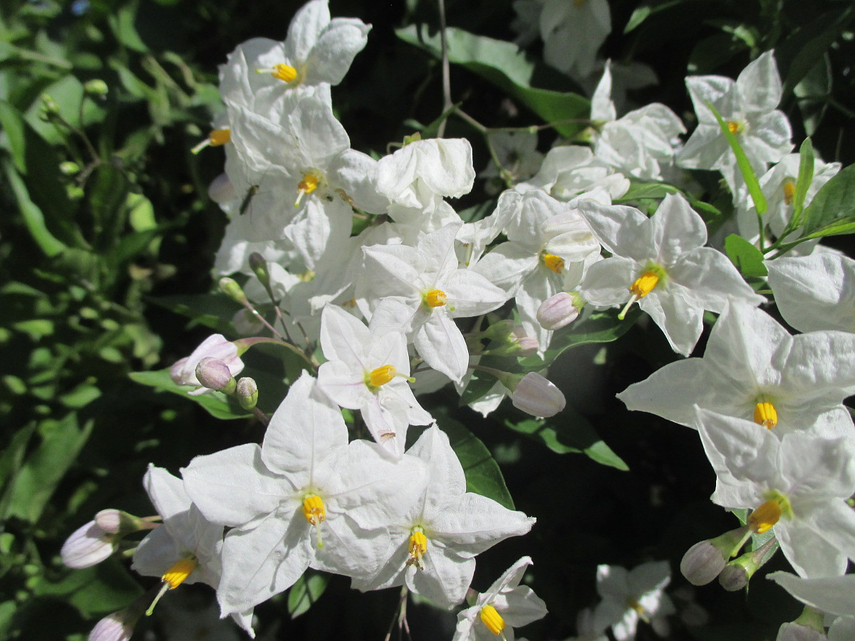 Image of Solanum laxum specimen.