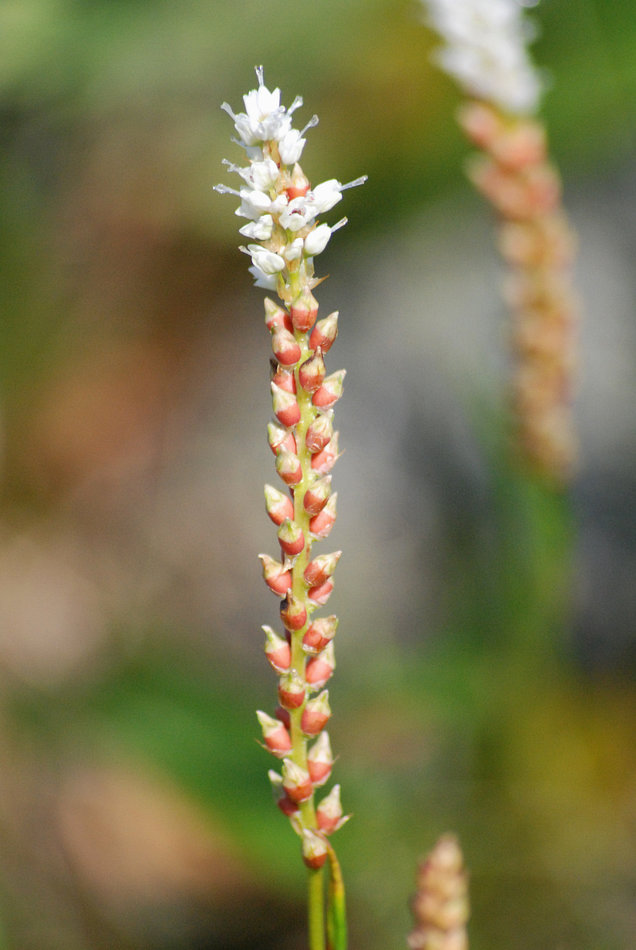 Image of Bistorta vivipara specimen.