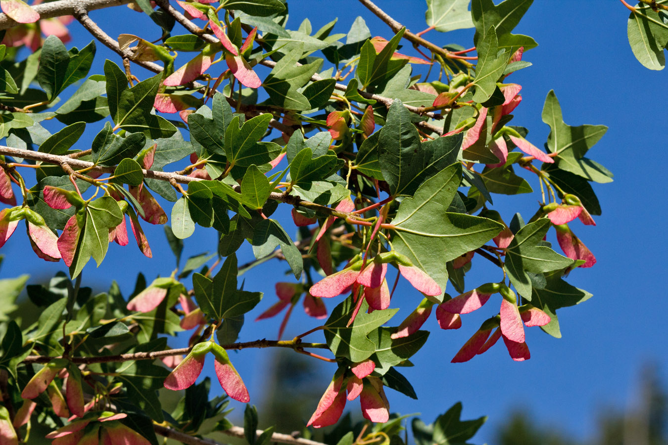 Изображение особи Acer sempervirens.