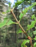 Euonymus verrucosus. Верхушка побега; листья повреждены. Кабардино-Балкария, Эльбрусский р-н, окр. пос. Эльбрус, ок. 1850 м н.у.м., лес. 24.08.2017.