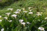 Zantedeschia aethiopica