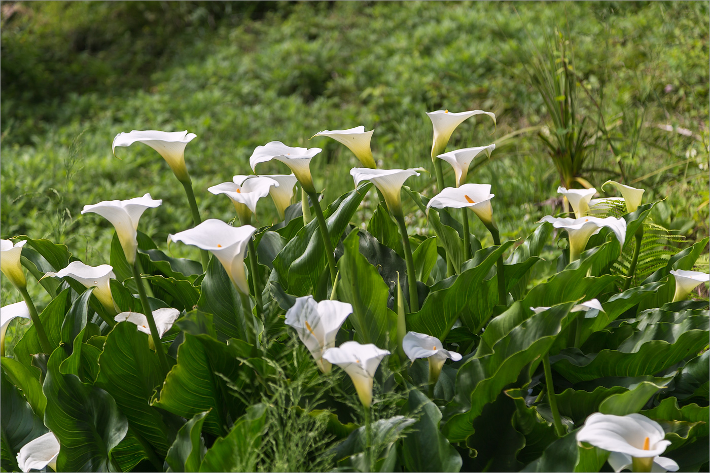 Изображение особи Zantedeschia aethiopica.