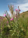 Epilobium velutinum. Верхушка цветущего и плодоносящего растения. Южный Казахстан, Таласский Алатау, запов. Аксу-Жабаглы, ущ. Улькен-Каинды, 2150 м н.у.м., заболоченный родник на склоне зап.экспозиции. 16 августа 2015 г.