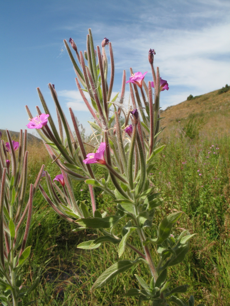Image of Epilobium velutinum specimen.