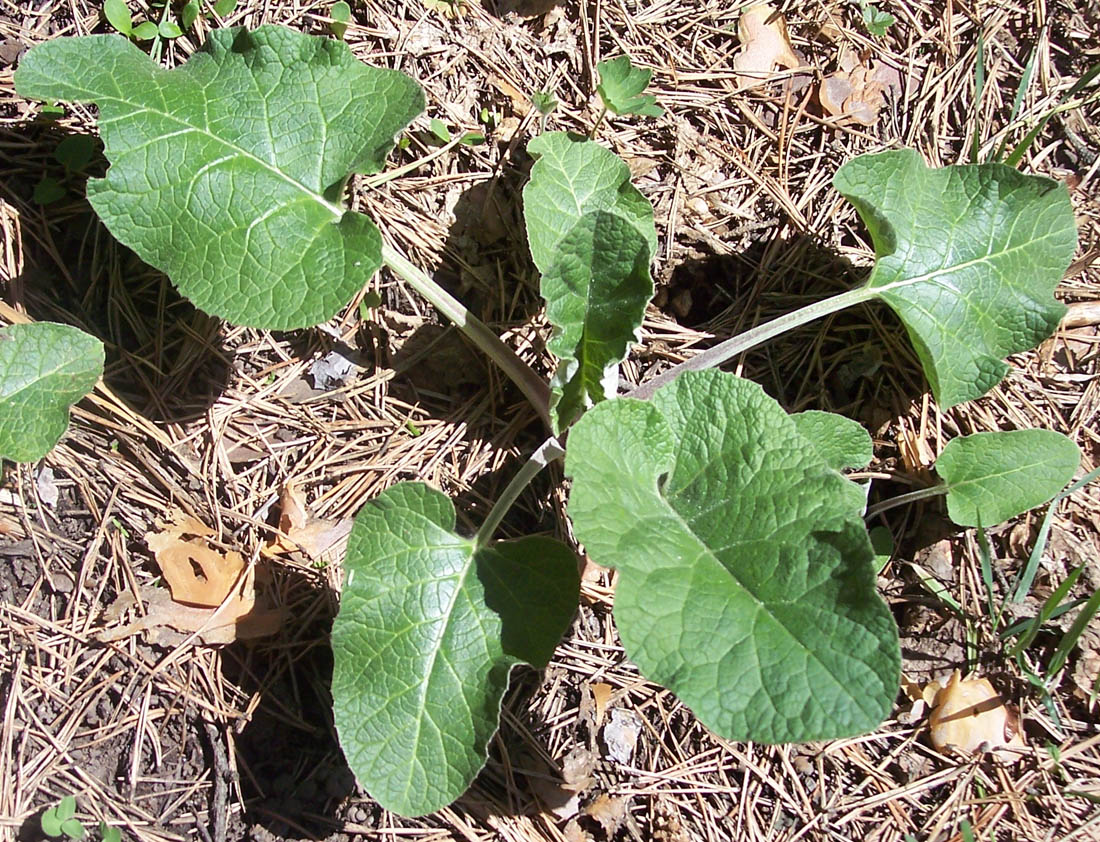 Изображение особи Arctium lappa.