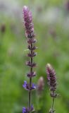 Salvia tesquicola. Верхушки соцветий с бутонами. Пермский край, г. Пермь, Кировский р-н, цветочная клумба у административного здания, в культуре. 01.07.2017.