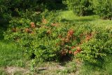 Chaenomeles japonica