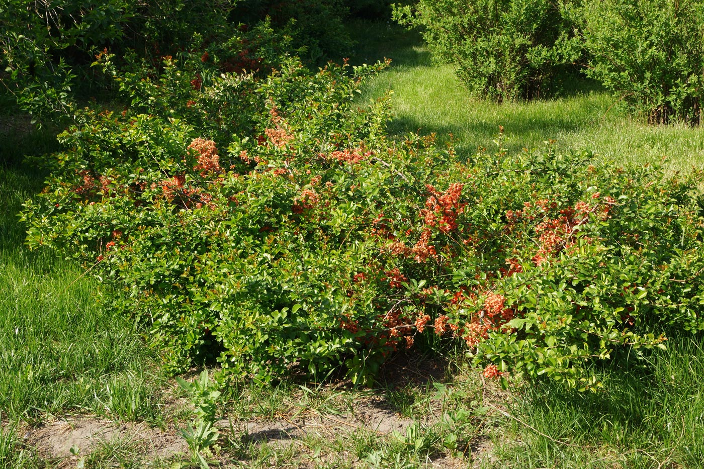 Image of Chaenomeles japonica specimen.