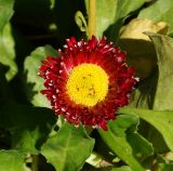 Bellis perennis