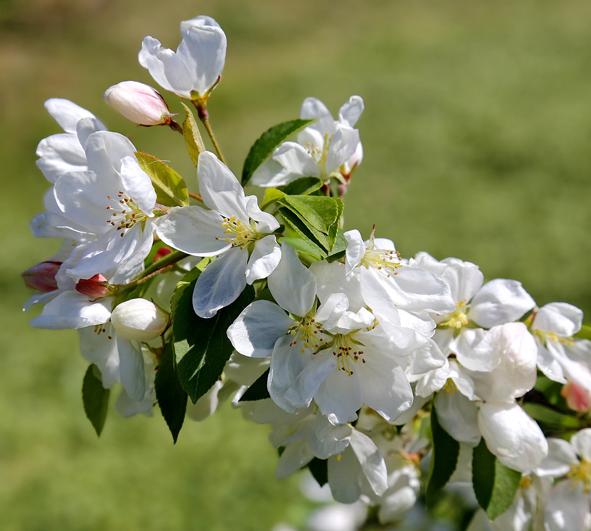 Изображение особи семейство Rosaceae.