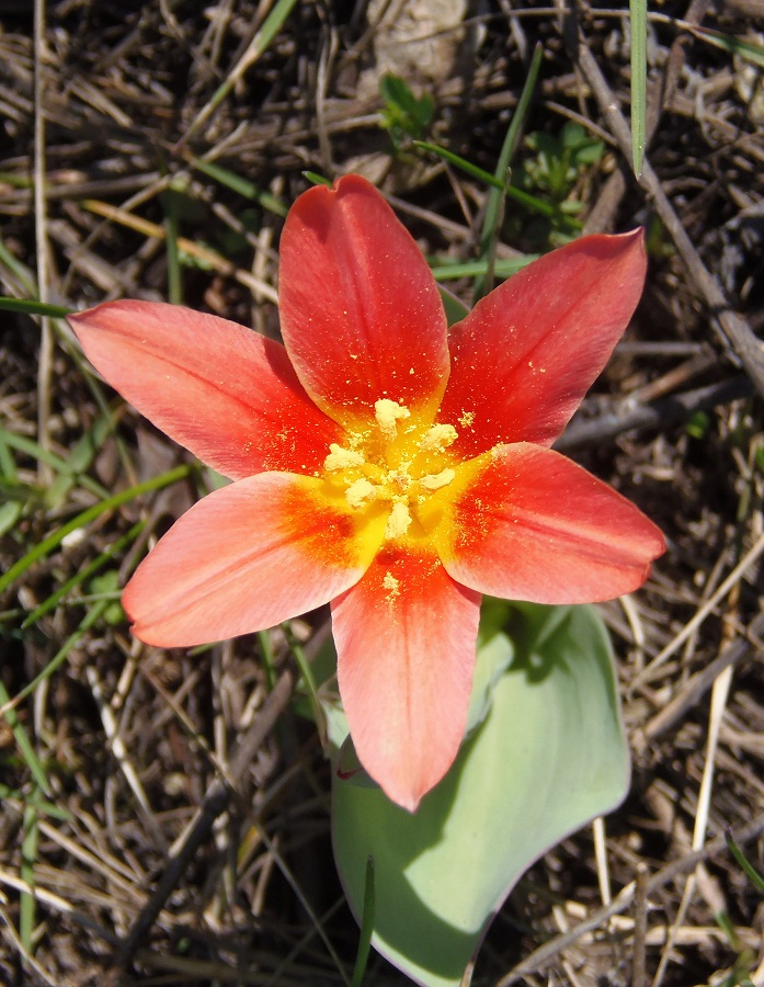 Image of Tulipa kaufmanniana specimen.
