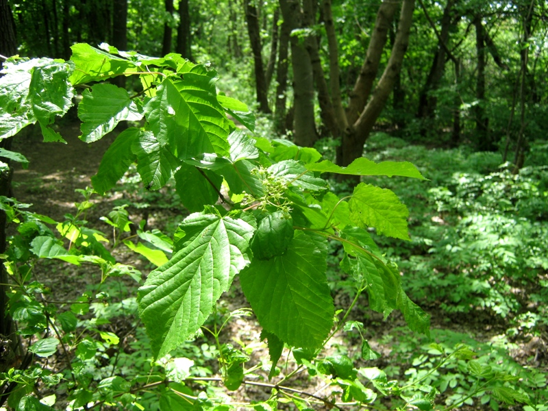 Image of Acer tataricum specimen.