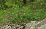 Lathyrus rotundifolius