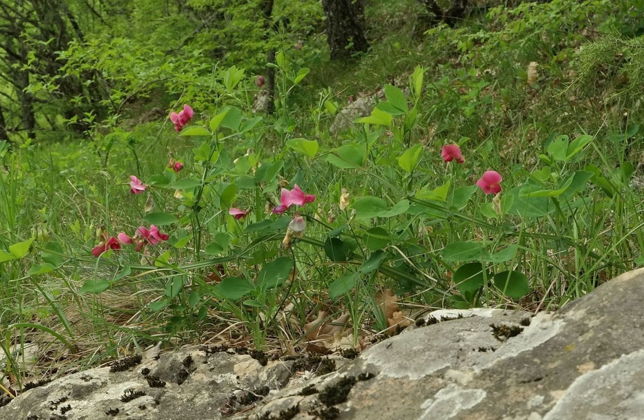 Изображение особи Lathyrus rotundifolius.