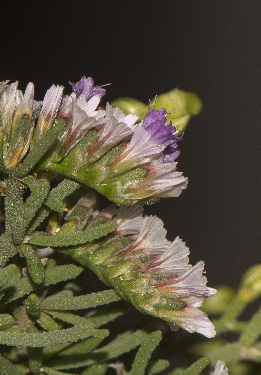 Изображение особи Limonium papillatum.