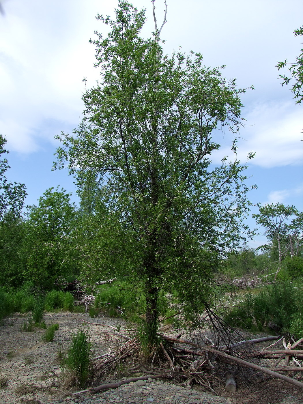 Image of Salix rorida specimen.