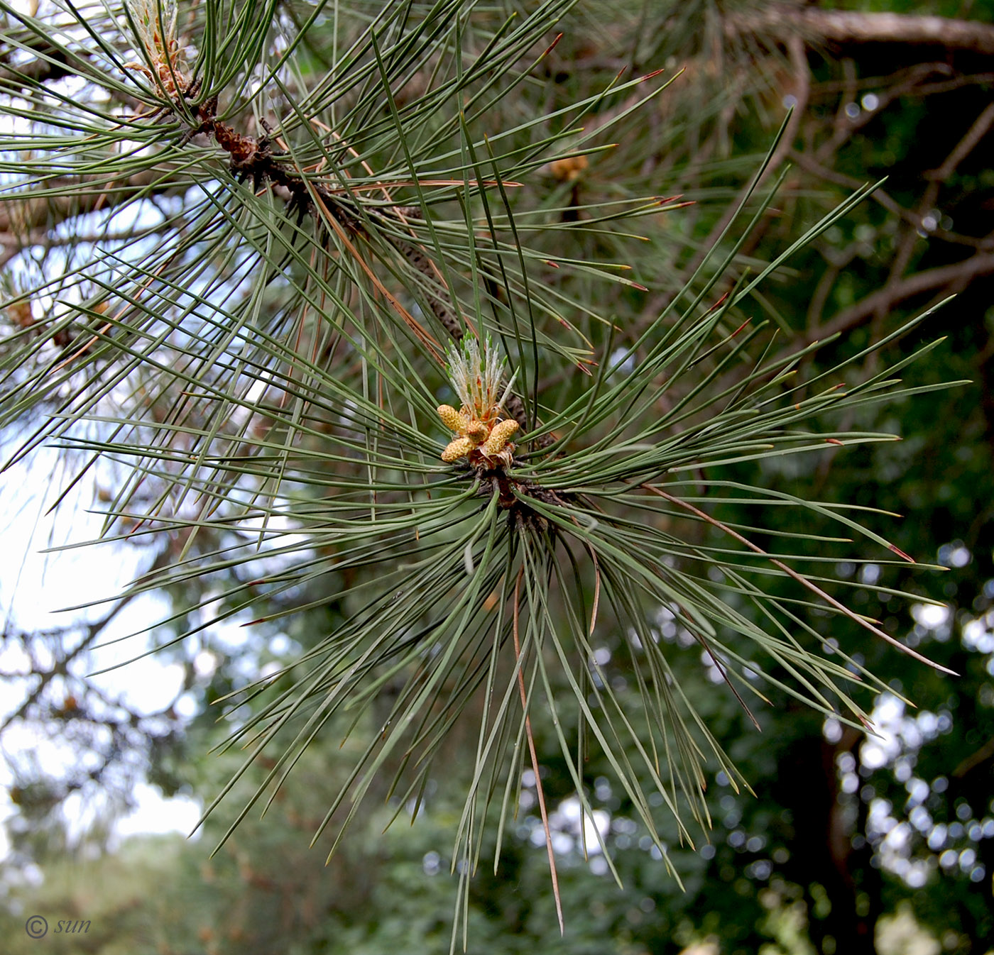 Изображение особи Pinus pallasiana.