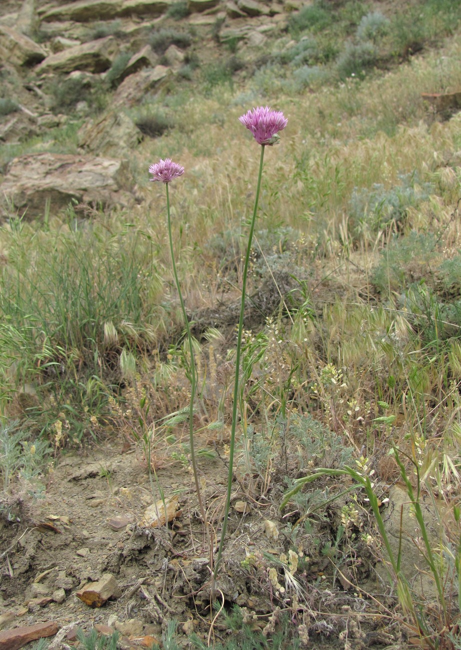 Image of Allium rubellum specimen.