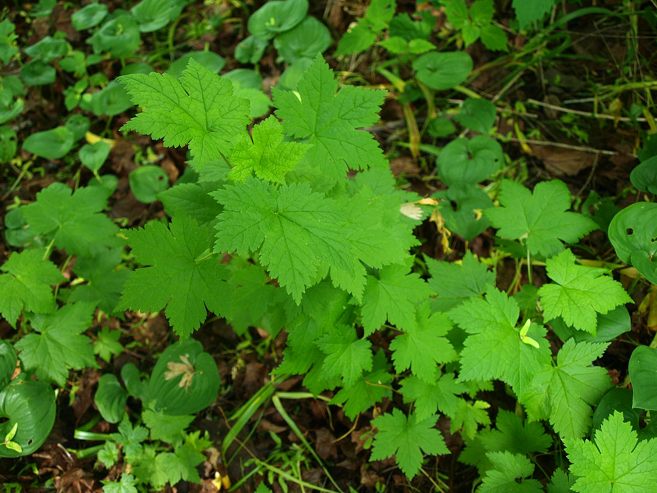 Image of Ribes sachalinense specimen.