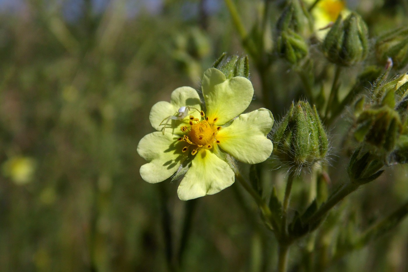 Изображение особи Potentilla recta.