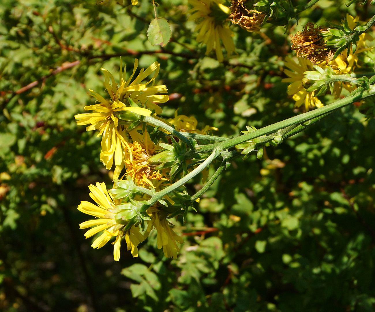 Image of Crepis sibirica specimen.