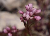 Asperula accrescens. Соцветие в бутонах. Северная Осетия, Алагирское ущелье, окр. пос. Ниж. Унал, засушливая котловина, 950 м н.у.м. 07.05.2010.