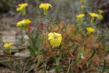 Erysimum pusillum ssp. hayekii