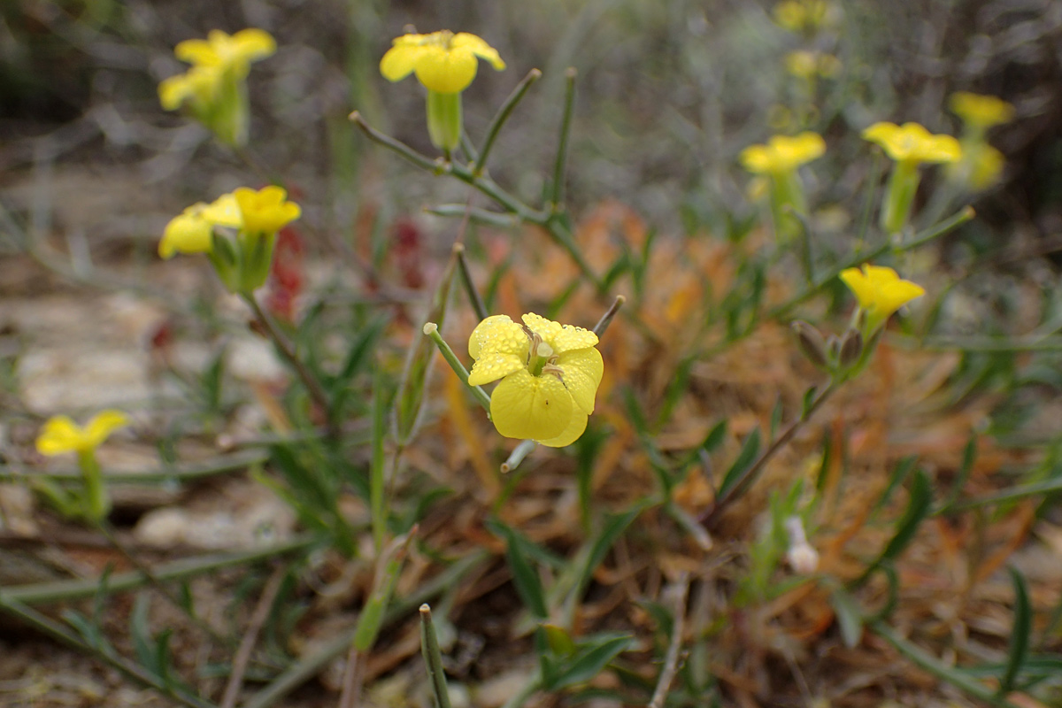 Изображение особи Erysimum pusillum ssp. hayekii.