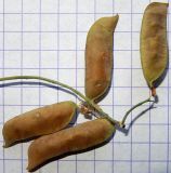 Image of taxon representative. Author is Анна Малыхина