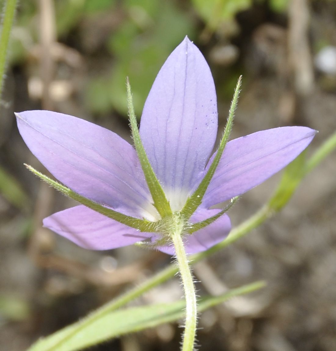 Изображение особи Campanula phrygia.