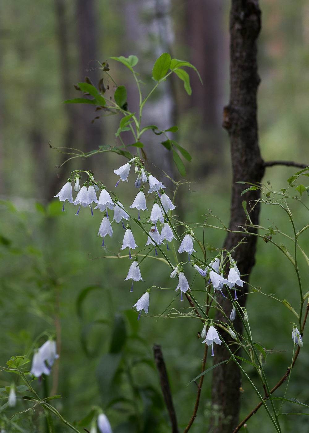 Изображение особи Adenophora liliifolia.