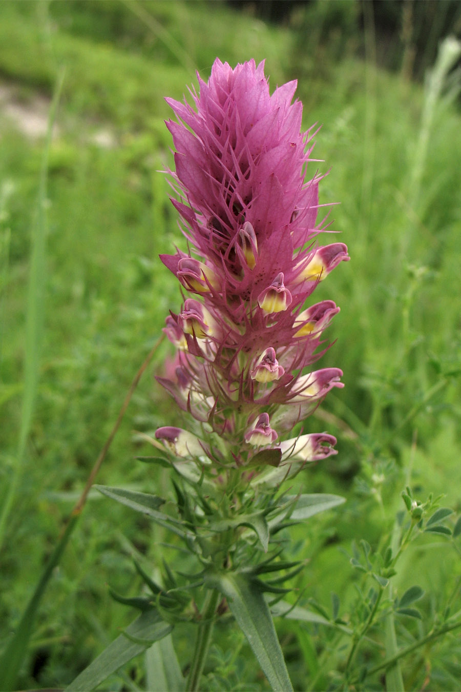 Image of Melampyrum arvense specimen.