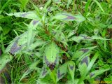 Persicaria maculosa