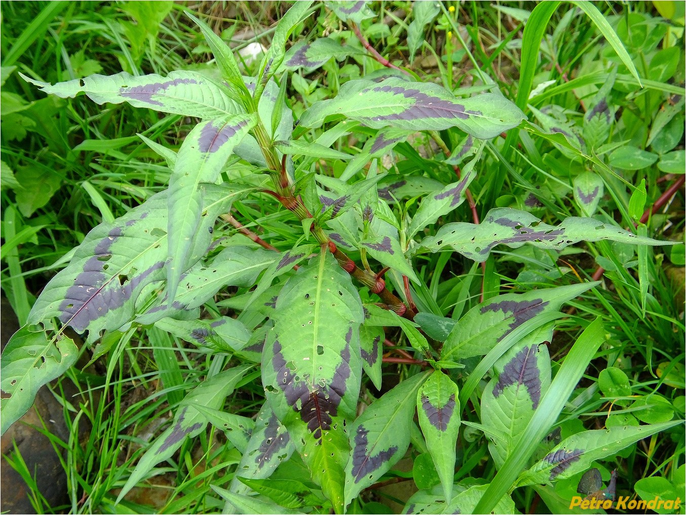 Image of Persicaria maculosa specimen.